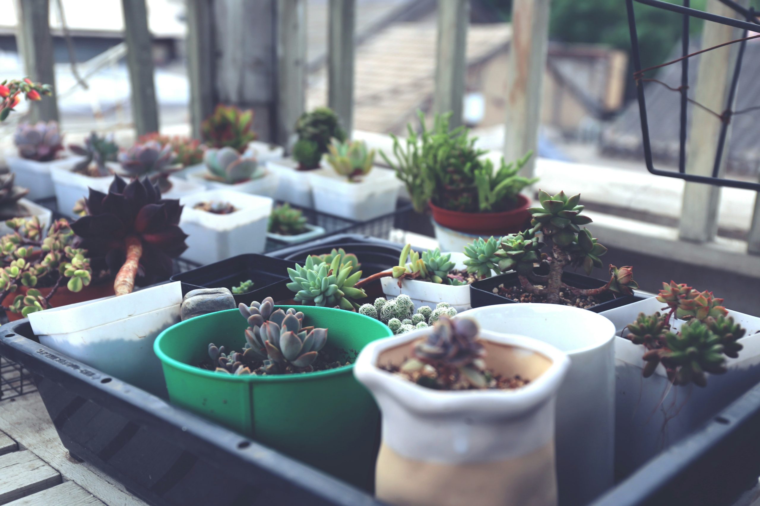 Mini-Greenhouse Maintenance Essentials
